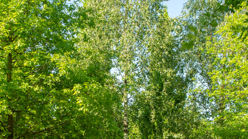 Betula pendula Деревья с высоким стволом (стандарт)