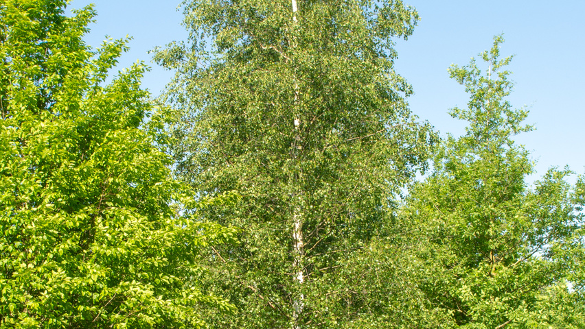 Betula pendula Деревья с высоким стволом (стандарт)