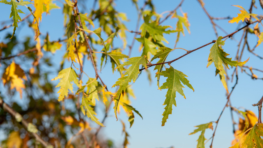 Betula pendula 'Laciniata' herfstblad