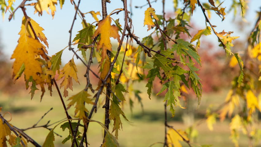 Betula pendula 'Laciniata' herfstblad