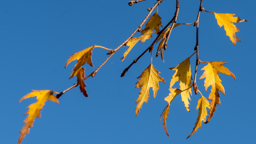 Betula pendula 'Laciniata' herfstblad