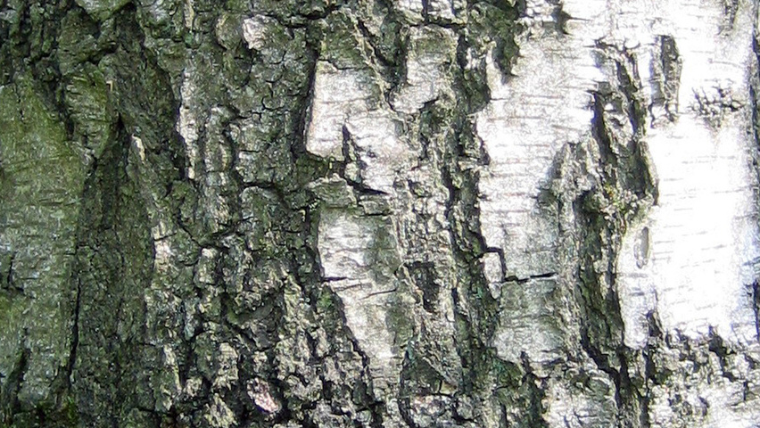 Betula pendula 'Laciniata' bast