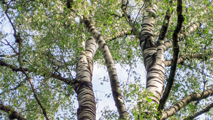 Betula pendula 'Laciniata' bast