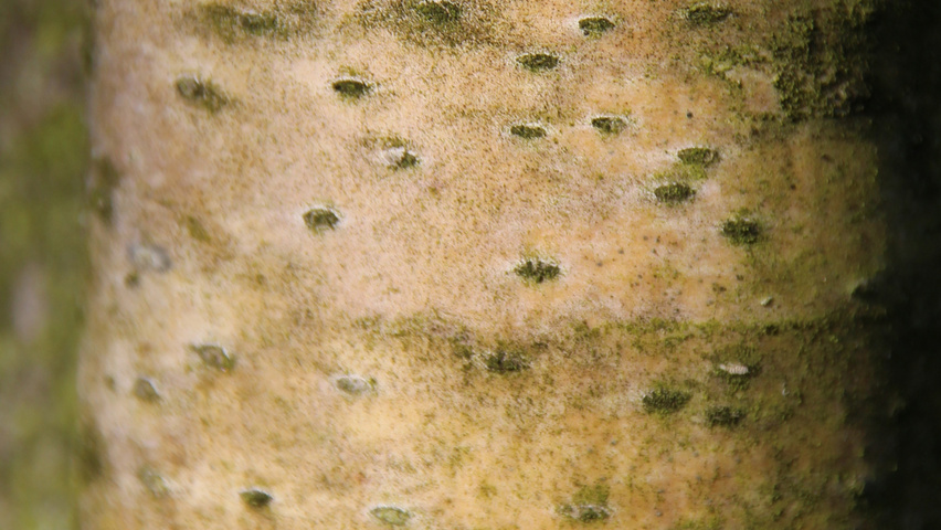 Betula pendula 'Laciniata' bast