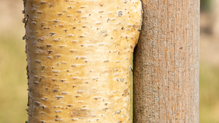 Betula pendula 'Laciniata' bast