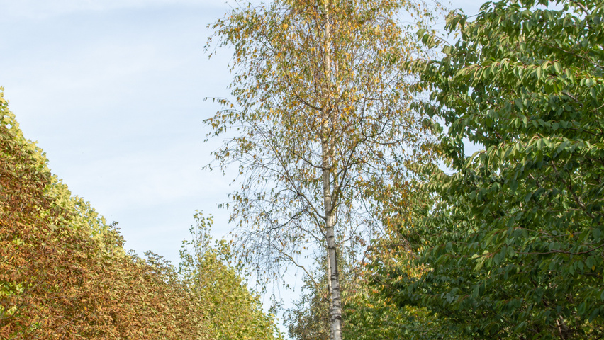 Betula pendula 'Laciniata' hoogstam