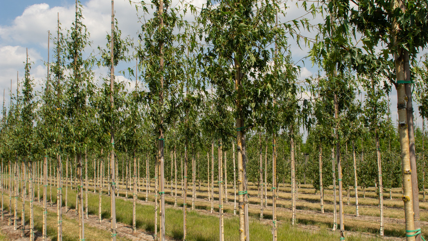 Betula pendula 'Laciniata' hoogstam