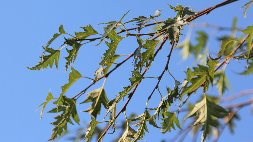 Betula pendula 'Laciniata' blad