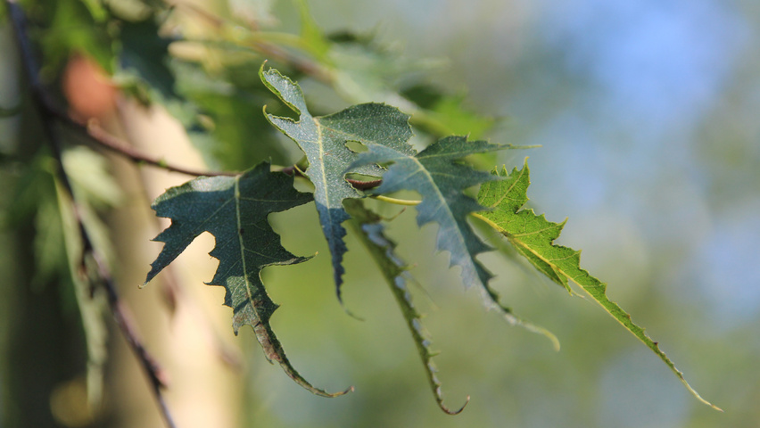 Betula pendula 'Laciniata' blad