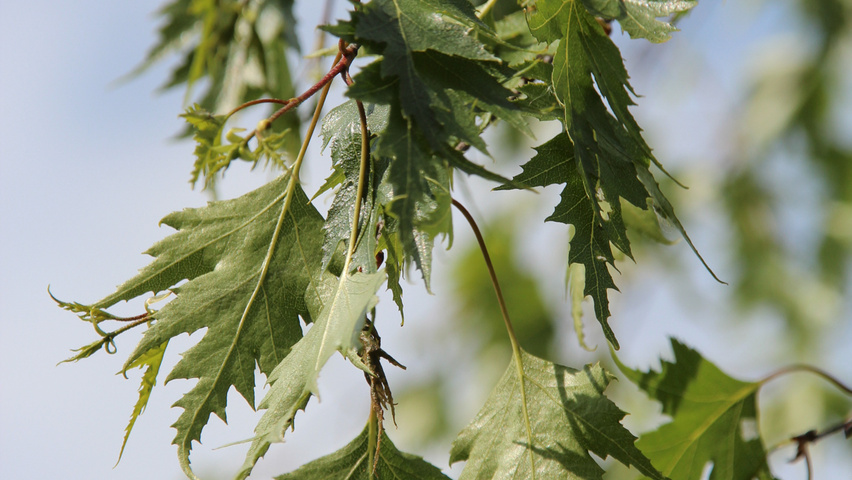 Betula pendula 'Laciniata' blad