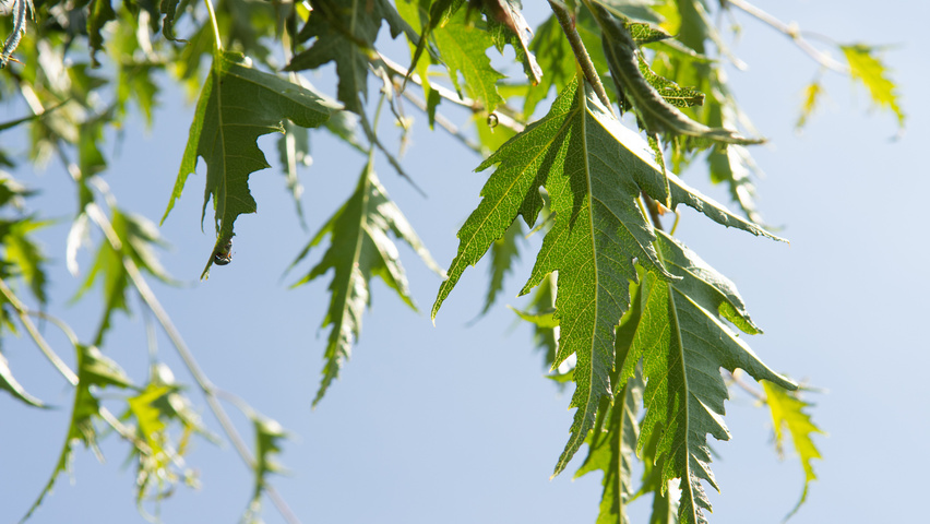 Betula pendula 'Laciniata' blad