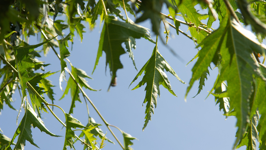 Betula pendula 'Laciniata' blad
