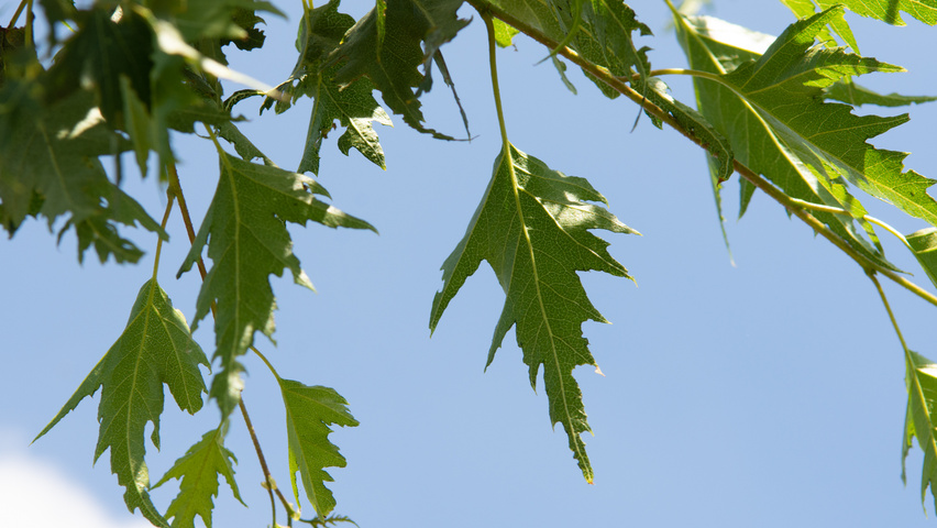 Betula pendula 'Laciniata' blad
