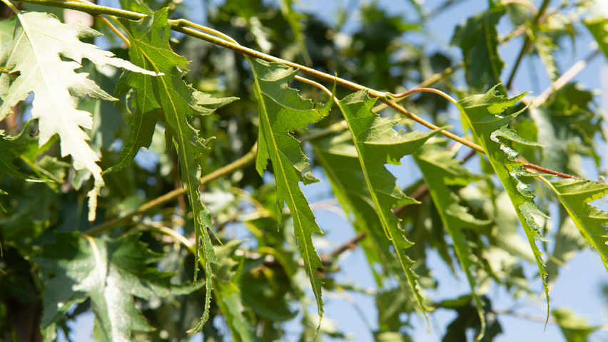 Betula pendula 'Laciniata' blad