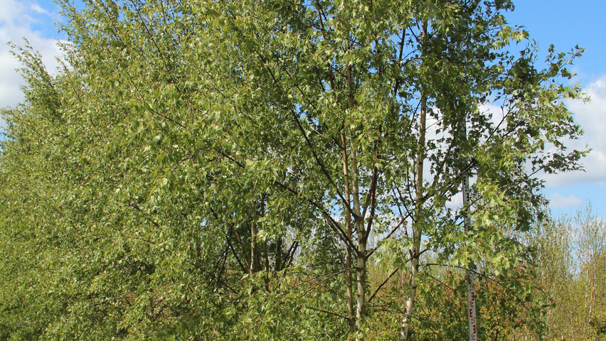 Betula pendula 'Laciniata' meerstammig