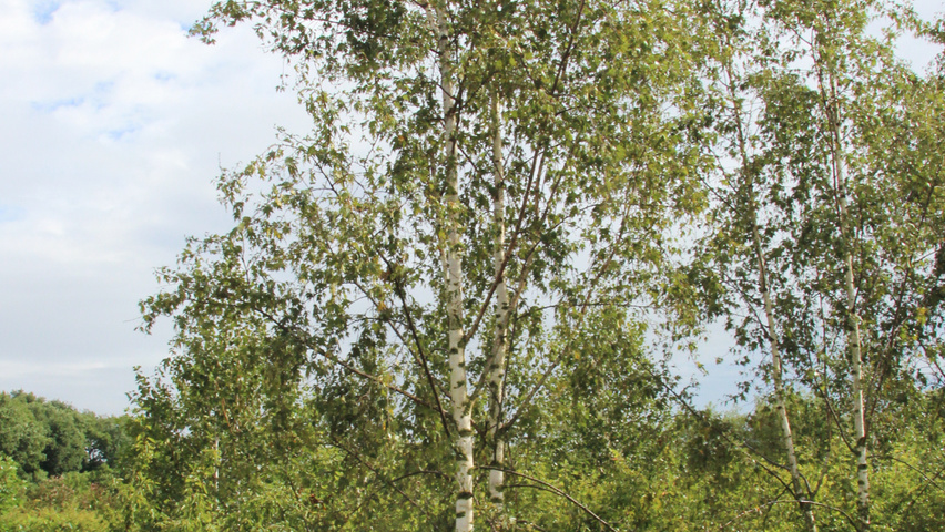 Betula pendula 'Laciniata' meerstammig