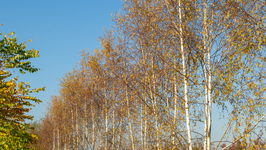 Betula pendula 'Laciniata' meerstammig