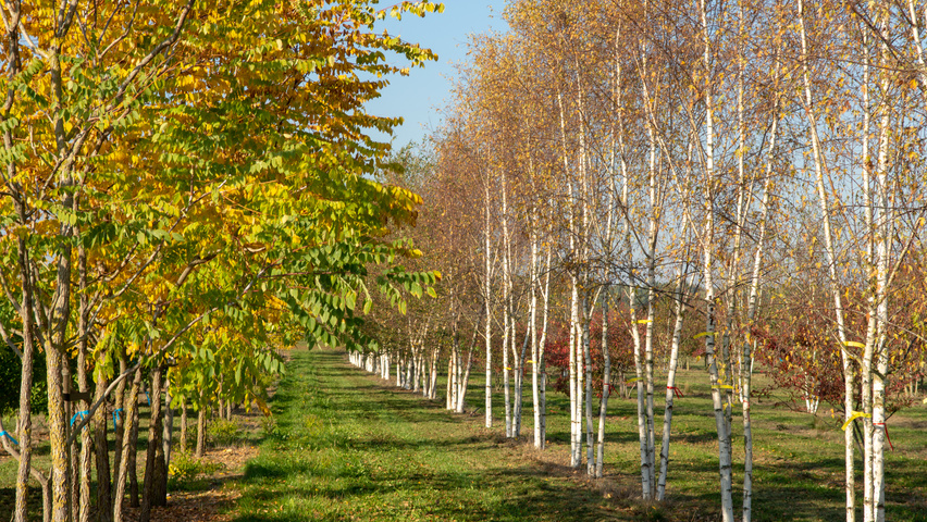 Betula pendula 'Laciniata' meerstammig