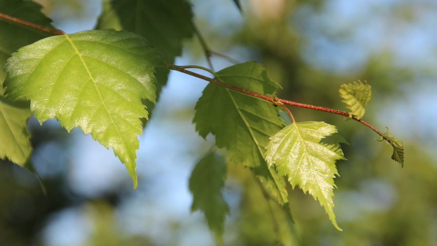 Betula pendula листья