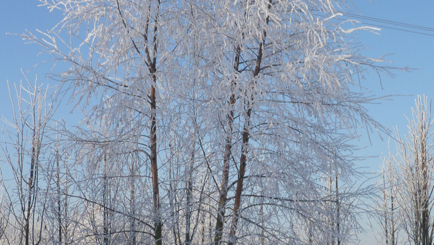 Betula pendula Многоствольные деревья