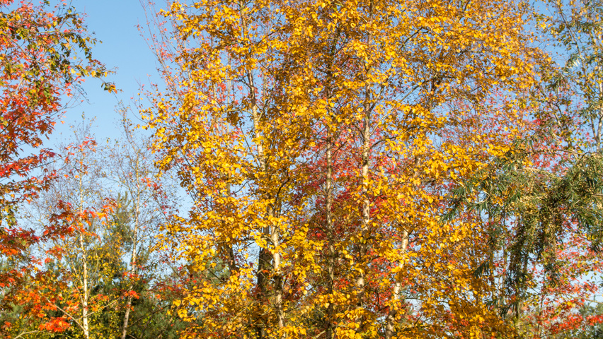 Betula pendula Многоствольные деревья