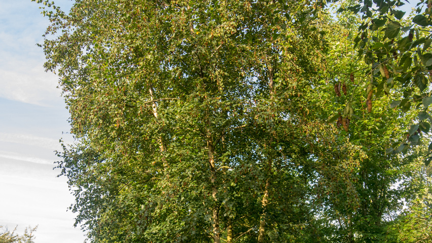 Betula pendula Многоствольные деревья