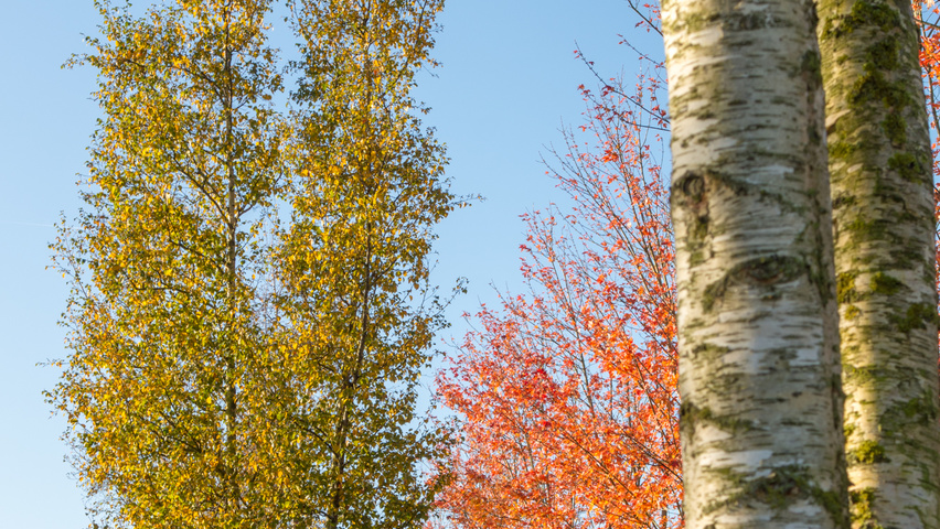 Betula pendula Многоствольные деревья