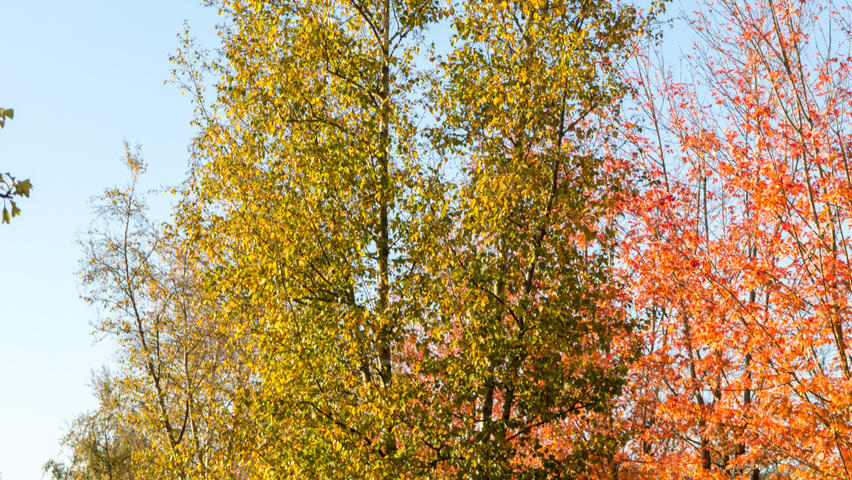 Betula pendula Многоствольные деревья