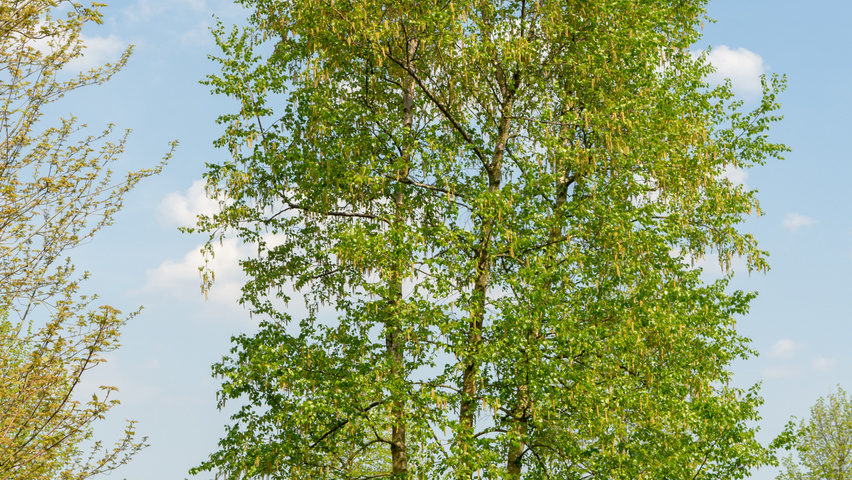 Betula pendula Многоствольные деревья