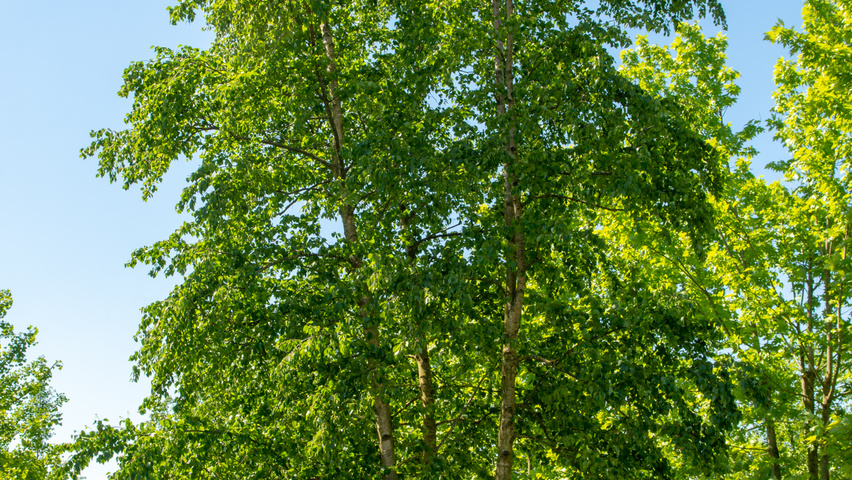 Betula pendula Многоствольные деревья