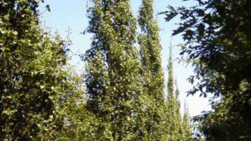 Betula pendula 'Obelisk' Stammbüsche
