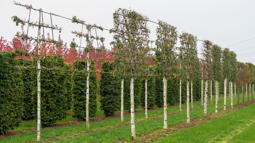 Betula pendula экран
