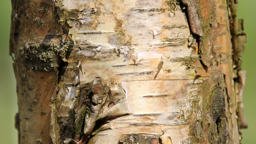 Betula pendula 'Purpurea' kora