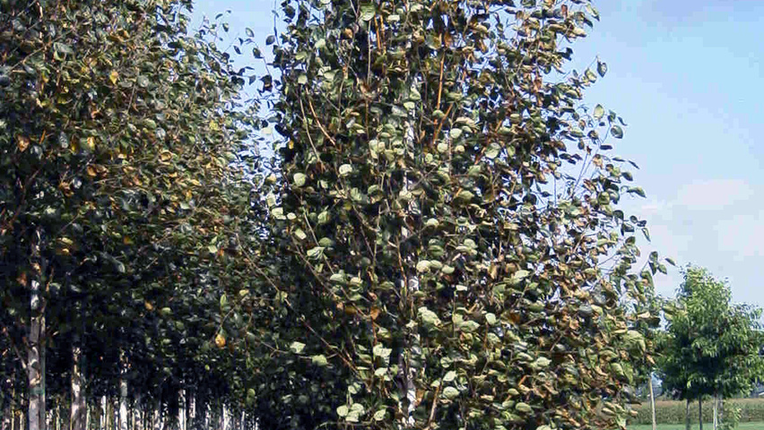 Betula pendula 'Purpurea' pokrój naturalny