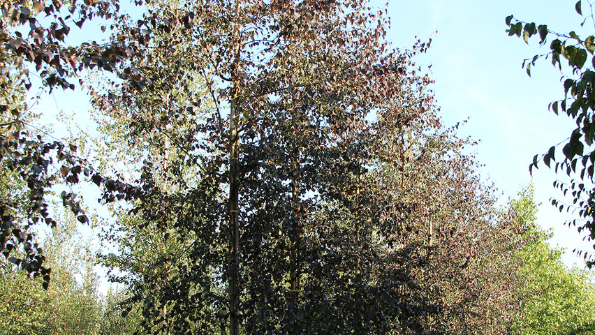 Betula pendula 'Purpurea' pienne