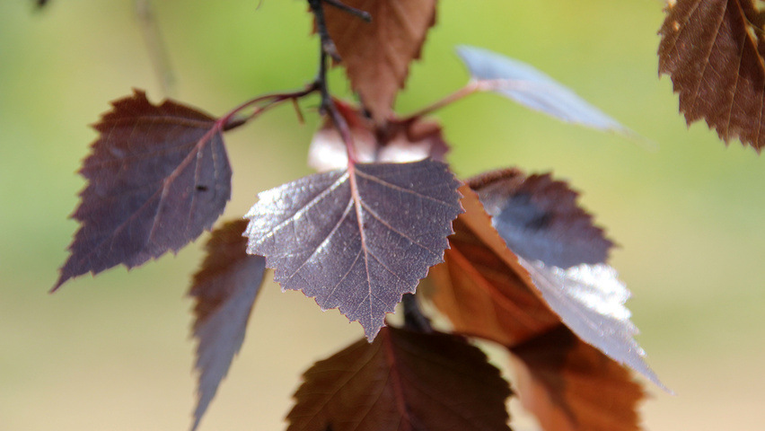 Betula pendula 'Purpurea' liście