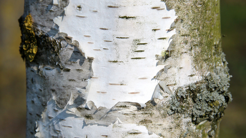 Betula pendula 'Tristis' bark