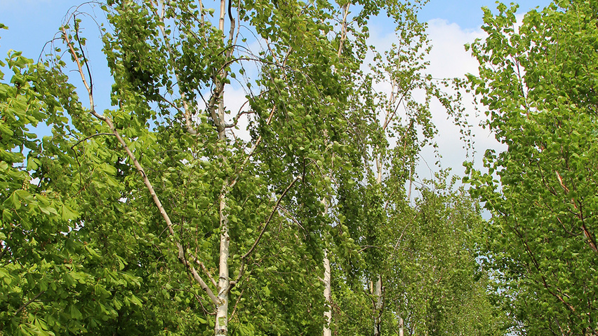 Betula pendula 'Tristis' standard tree