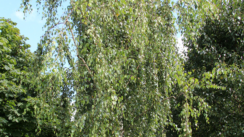 Betula pendula 'Tristis' standard tree