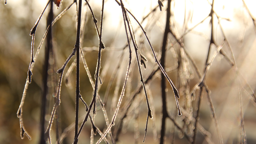 Betula pendula ветви