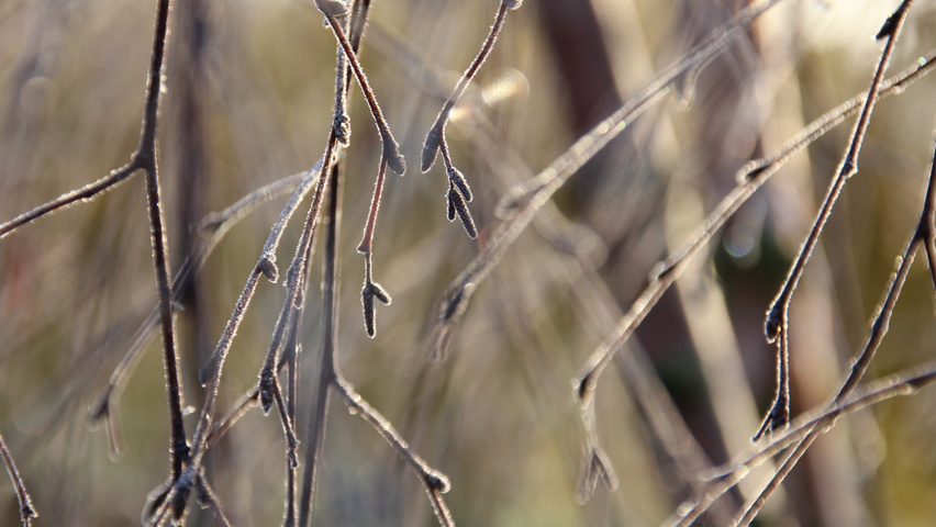Betula pendula ветви