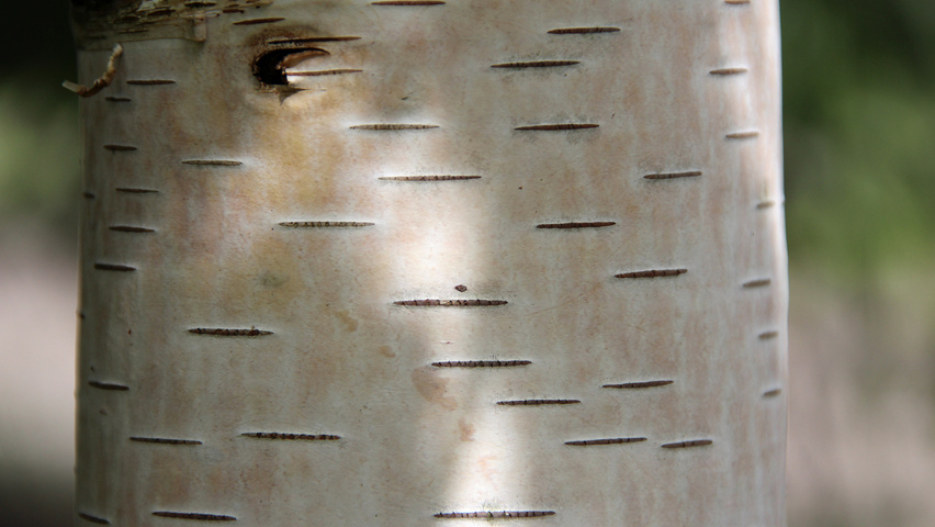 Betula pendula 'Youngii' bark