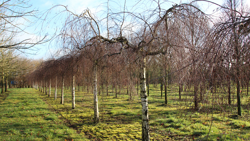 Betula pendula 'Youngii' half-stem