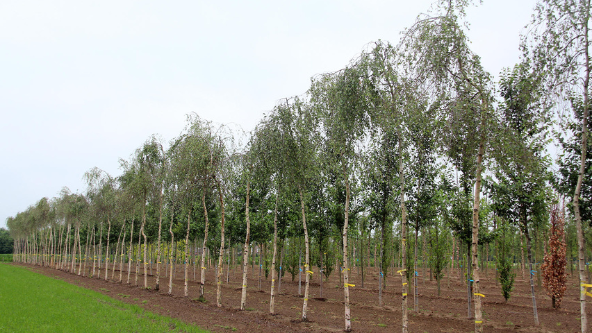 Betula pendula 'Youngii' standard tree