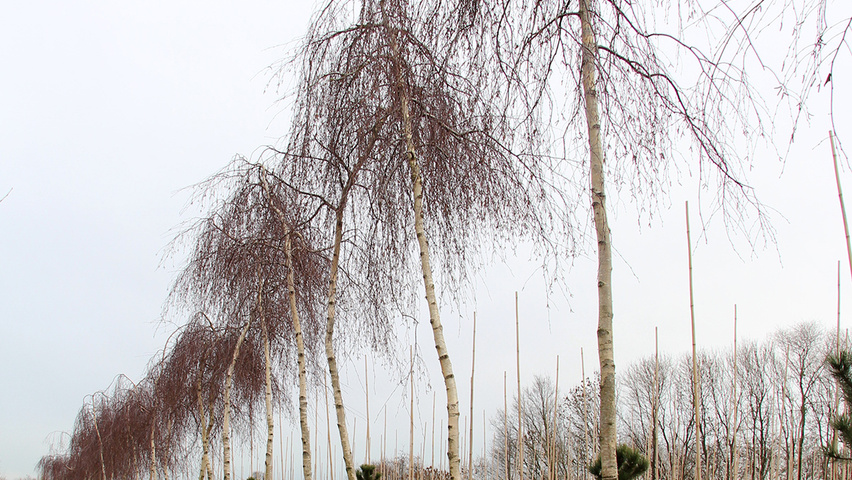 Betula pendula 'Youngii' standard tree
