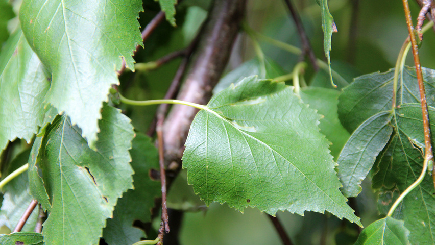 Betula pendula 'Youngii' leaves