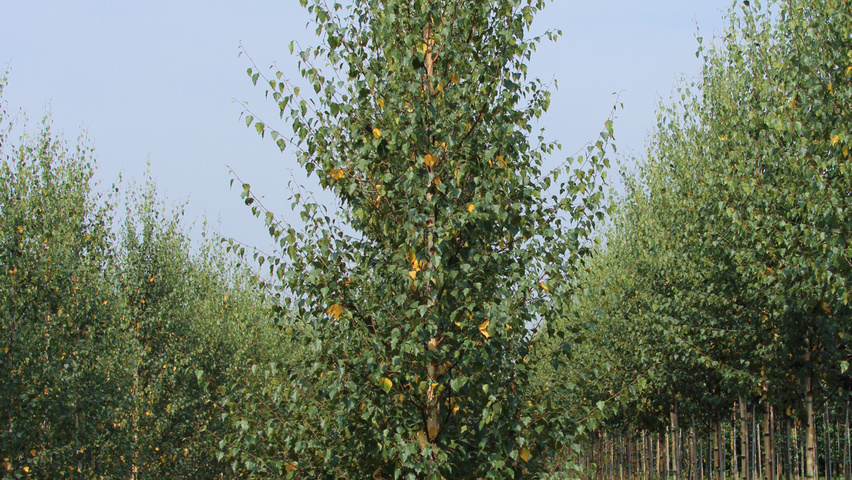 Betula pendula 'Zwitsers Glorie' Stammbüsche