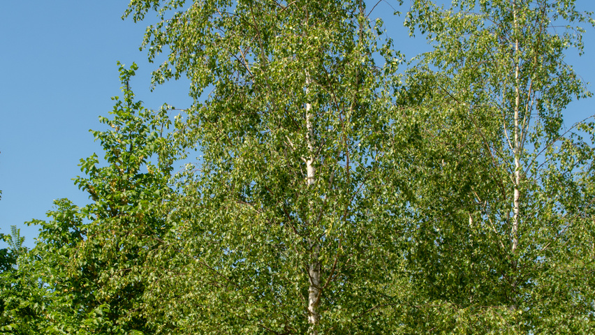 Betula pendula 'Zwitsers Glorie' hochstämmig