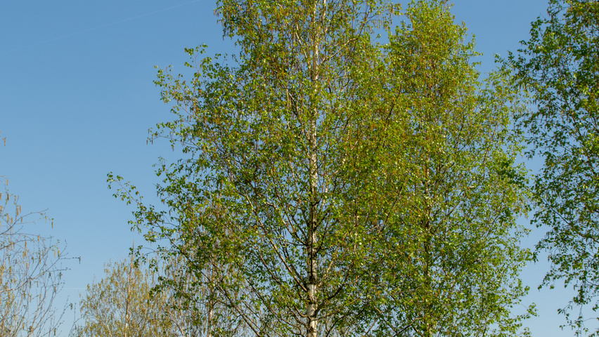 Betula pendula 'Zwitsers Glorie' hochstämmig