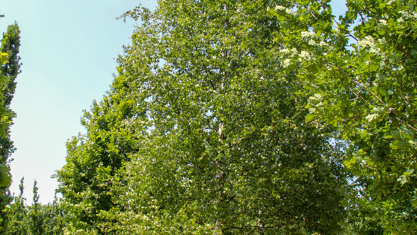 Betula pendula 'Zwitsers Glorie' hochstämmig